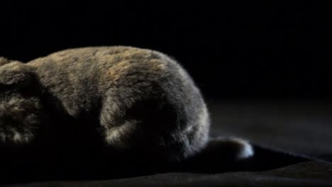 Panning-Closeup-Of-A-Gray---Brown-Bunny-Lop-Rabbit