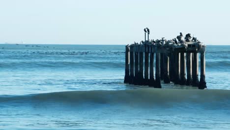 Verlassener-Alter-Steg,-Bewohnt-Von-Vögeln-Im-Meer