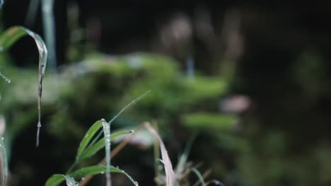 Close-up-detail-of-plant-life-in-a-wet-forest