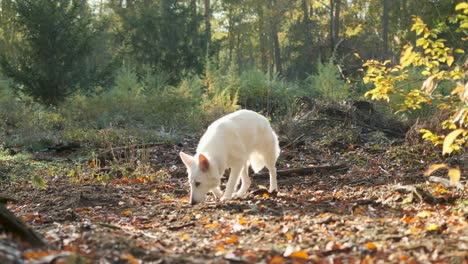 Suisse-Berger-Blanc-sniffing-in-forest-in-Autumn