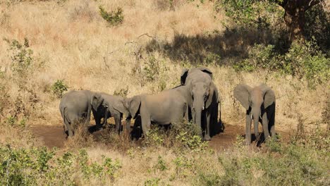 Elefantes-Africanos-Bebiendo-Agua,-Parque-Nacional-Kruger,-Sudáfrica