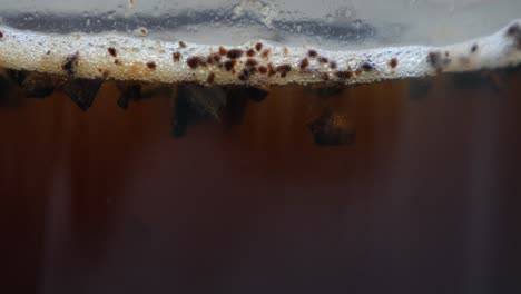 Large-coffee-granules-falling-in-plunger-french-press,-slow-motion-close-up