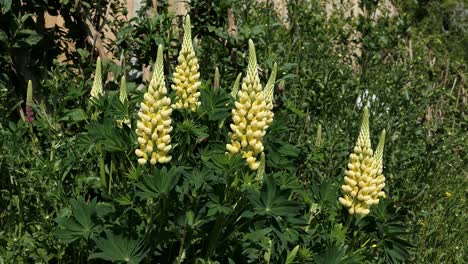 Lupinus-,-Lupine-,-Gelbe-Blumen-In-Einem-Englischen-Landgarten-Gelbe-Blumen-In-Einem-Englischen-Landgarten