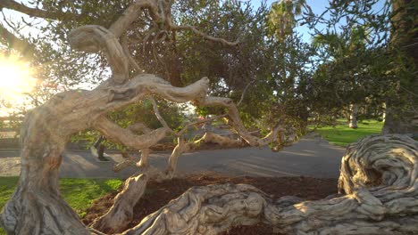 Unique-tree-and-sun-shining-through-in-Santa-Monica,-California