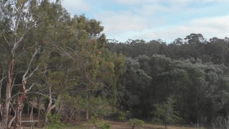 Aerial-Drone-Shot-of-Forest-by-Margaret-River