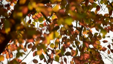 Durch-Die-Blätter-Des-Herbstes-Fallen