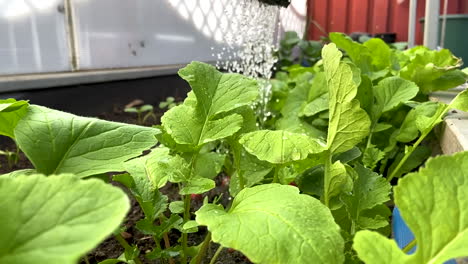 Slow-motion-close-up-of-an-unrecognizable-person-watering-radishes-on-the-garden