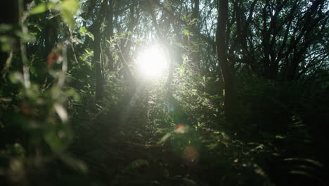 Sonne-Scheint-Durch-Dichte-Waldvegetation-In-Zeitlupe