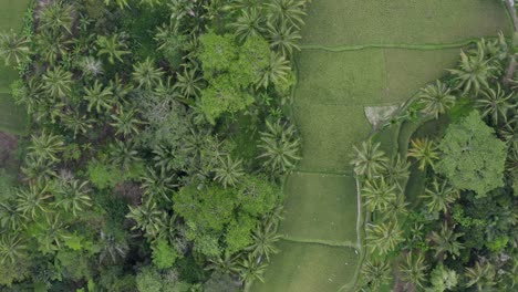 Vista-Por-Drones-De-Las-Terrazas-De-Arroz-De-Tegallalang-En-Bali.