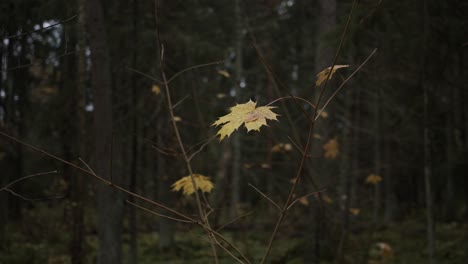 Una-Sola-Hoja-De-Arce-En-Un-árbol-En-Un-Bosque-Otoñal