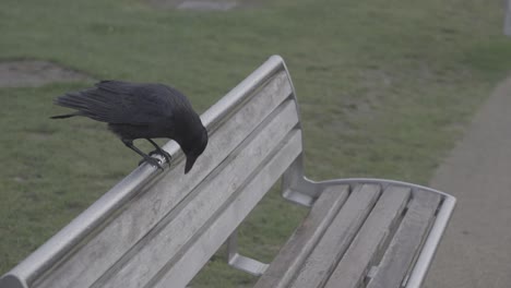 Shot-to-raven-in-bench-in-Inverness