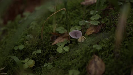 Plantas-Y-Un-Hongo-En-Primer-Plano-En-El-Suelo-Del-Bosque