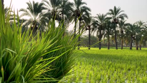 Green-bunch-of-fresh-paddy-rice-leaves-move-on-morning-breeze-wind-and-mild-sun-light-and-shadows-in-a-green-field-in-palm-trees-garden-in-summer