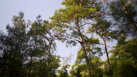 Driving-through-a-park-and-looking-up-at-trees-swaying-in-the-wind