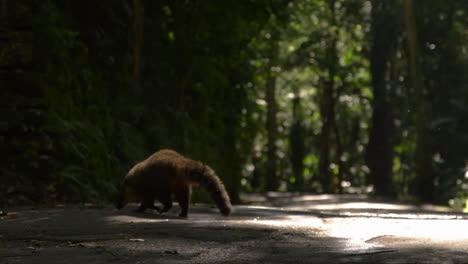 coati-in-Tijuca-Forest-National-Park,-Brazil