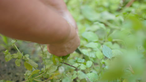 Woman-hands-harvesting---collecting-aromatic-fresh-kitchen-herbs