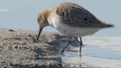 One-Dunlin-Bird-Enjoy-Searching-Food-On-The-Seashore-During-A-Sunny-Day---Close-Up-Shot