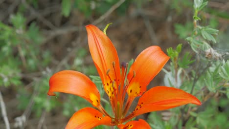 Primer-Plano-De-Una-Flor-De-Lirio-De-Madera-Silvestre-Con-Una-Araña-Amarilla-En-La-Brisa