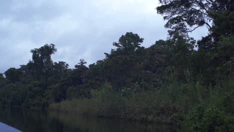 Nahansicht-Des-Amazonas-Dschungels-Von-Einer-Bootsfahrt-Durch-Den-Fluss-An-Einem-Bewölkten-Tag