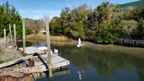 Schöner-Weißer-Reiher-Fliegt-In-Zeitlupe-Mit-Spiegelung-Im-Wasser