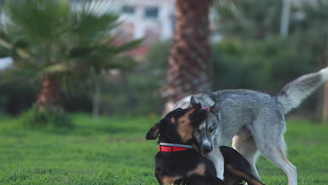 A-husky-and-a-Rottweiler-Labrador-mix-wrestle-and-bite-each-other-on-a-grassy-path-just-after-sun-set