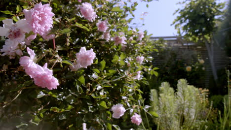 Sunshine-on-pink-rose-bush-in-a-lush,-green,-British-garden