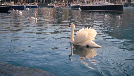 Anmutige-Und-Majestätische-Weiße-Schwäne-Schwimmen-Zwischen-Segelbooten,-Die-An-Bojen-In-Einem-Yachthafen-Eines-Kleinen-Italienischen-Dorfes-Am-Seeufer-Festgemacht-Sind