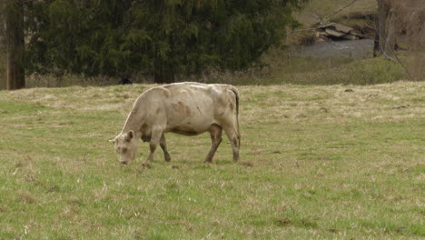 Schmutzige-Weiße-Kuh-Grast-Auf-Einem-Feld-In-Der-Nähe-Eines-Baches