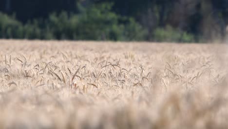 Detail-of-wheat-crop-isolated-with-a-blurred-out-grove-in-the-background