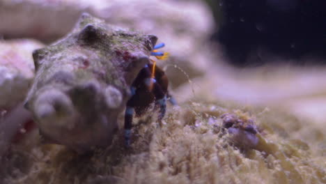 Primer-Plano-De-Un-Cangrejo-De-Mar-Colorido-Comiendo-En-Un-Acuario-Tropical-Del-Mundo-Marino