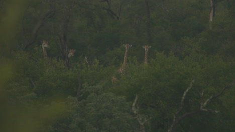 Eine-Gruppe-Von-Giraffen-In-Einer-Fernsicht,-Stillstand,-Blick-Um