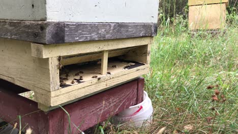 Bienen-Laufen-Und-Fliegen-Aus-Dem-Bienenstock