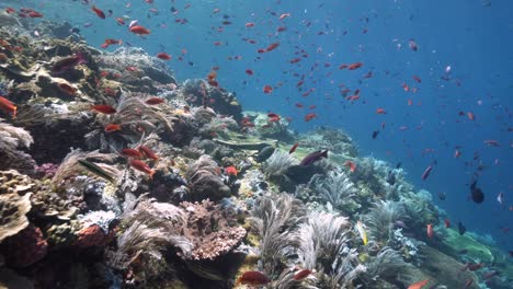 Impresionante-Viaje-Por-El-Arrecife-En-Un-Sitio-De-Buceo-De-Clase-Mundial-Lleno-De-Vida