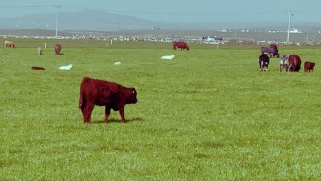 Ganado-Comiendo-Hierba-En-Campo-Abierto