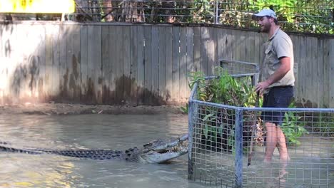 Un-Entrenador-Hace-Rodar-A-Un-Cocodrilo-Sobre-Su-Vientre-En-La-Granja-De-Cocodrilos-Hartley-En-Queensland,-Australia.