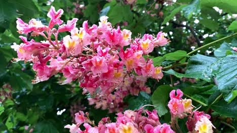 Pink-flowers-on-a-chestnut-tree-are-affected-by-wind-and-rain