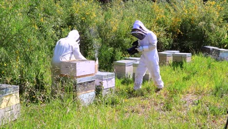 A-camera-man-looking-for-the-best-angle-to-film-a-beekeeper-working