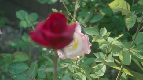 White-rose-in-a-green-sea-of-leaves-with-camera-movement