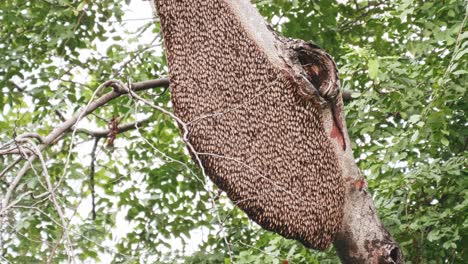 Große-Bienenwabe-Auf-Einem-Baum-Im-Natürlichen-Wald,-4k