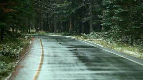 Birds-feeding-on-a-mountain-road