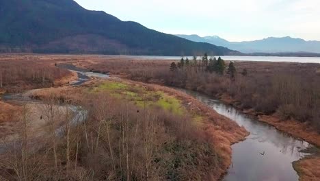 Aerial-shot-of-a-juvenile-bald-eagle-flying-over-an-azure-creek-full-of-salmon-at-Harrison-Mills,-British-Columbia,-Canada