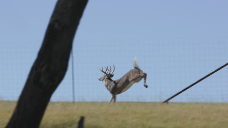 Whitetail-deer-leaps-through-the-air-in-slow-motion