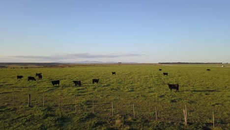 Low-aerial-shot-passing-over-a-group-of-black-cows-in-a-green-rural-field