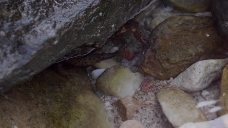 Eine-Krabbe-Versteckt-Sich-Unter-Einem-Felsen,-In-Den-Kleinen-Gewässern