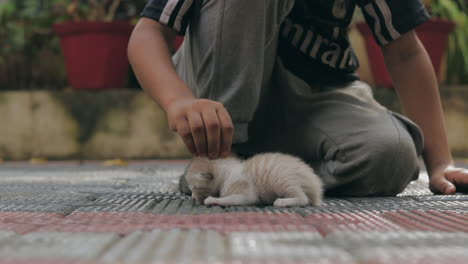 Children-playing,-caring-and-patting-with-a-newborn-kitten