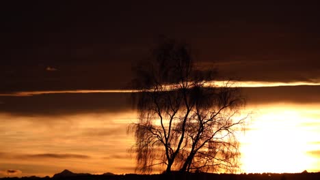 Zeitraffer-Eines-Baumes-Im-Sonnenaufgang