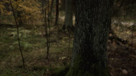 Tree-trunk-covered-in-moss-in-a-dark-autumn-forest