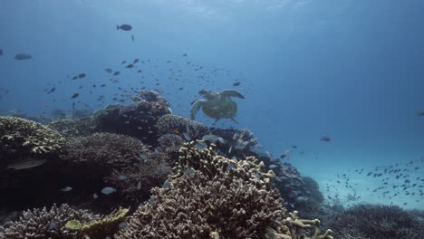 Turtle-gliding-over-breathtaking-coral-reef-full-of-life