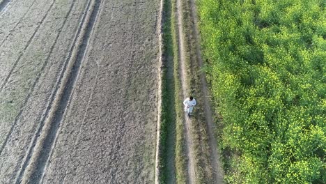 Hombre-Agricultor-Caminando-Solo-Cerca-De-Un-Campo-De-Caña-De-Azúcar,-Granja-Rural,-Agrónomo,-Vista-Aérea-Con-Drones