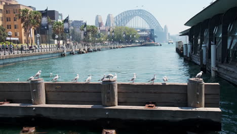 Möwen-Sitzen-Auf-Dem-Boden,-Im-Hintergrund-Die-Sydney-Harbour-Bridge